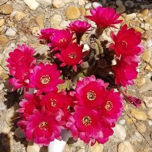 Meet your Posher, America